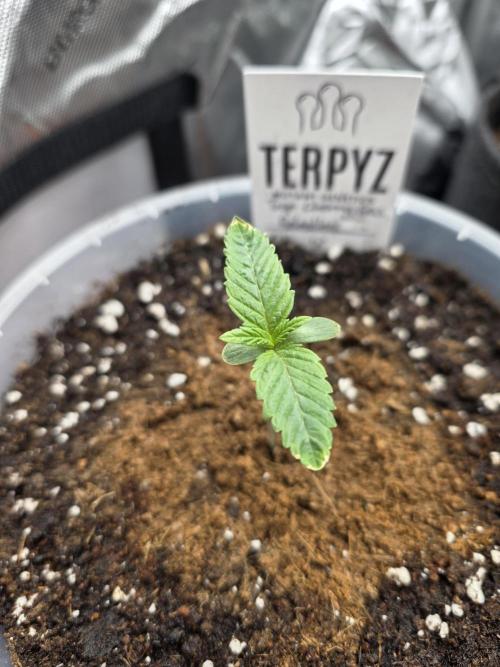 Trop Cherry Gas  - Relentlless. Week 1 - Day 7