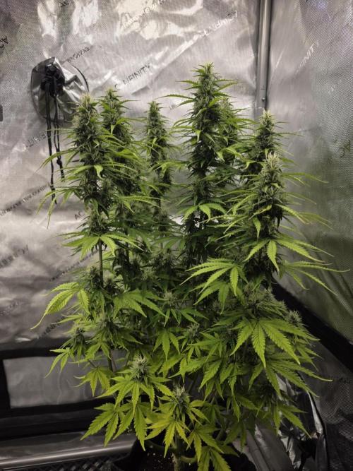 Pandora Auto - Paradise Seeds. Week 11 - Day 75