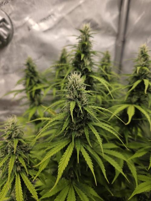 Pandora Auto - Paradise Seeds. Week 11 - Day 76