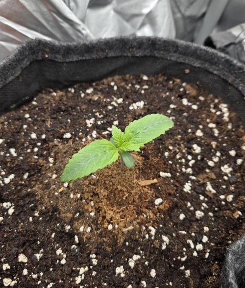 Strawberry Kiss - Mephisto Genetics. Week 2 - Day 8