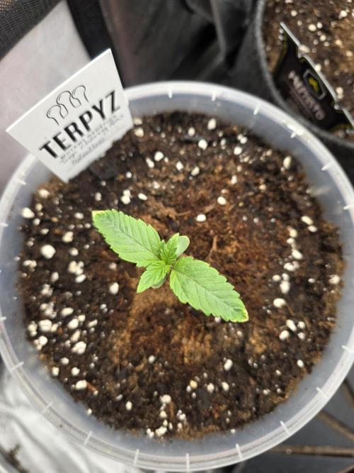 Trop Cherry Gas  - Relentlless. Week 2 - Day 8