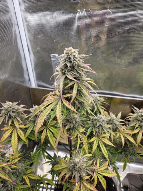 Slamberry - Speedrun Seeds. Week 11 - Day 72