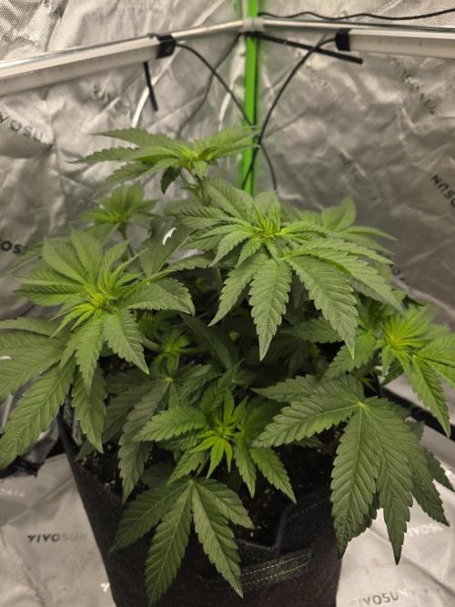 Wizard Trees - Studio Cherry. Week 6 - Day 41