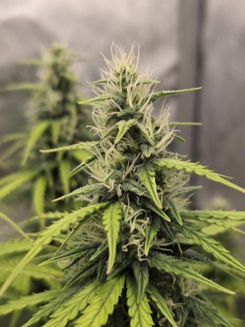 Pandora Auto - Paradise Seeds. Week 11 - Day 77