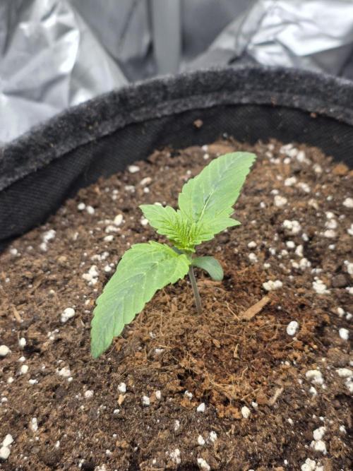 Strawberry Kiss - Mephisto Genetics. Week 2 - Day 9