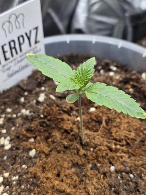 Trop Cherry Gas  - Relentlless. Week 2 - Day 9