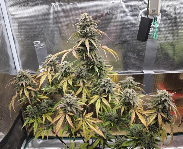 Slamberry - Speedrun Seeds. Week 11 - Day 73