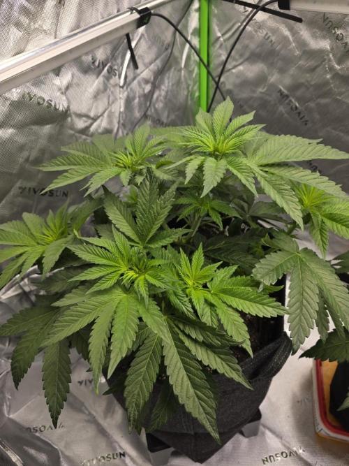 Wizard Trees - Studio Cherry. Week 6 - Day 42