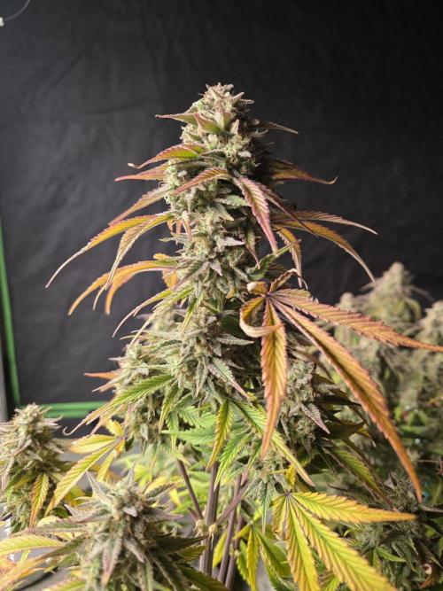 Slamberry - Speedrun Seeds. Week 11 - Day 74