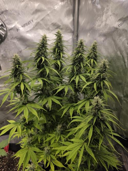 Pandora Auto - Paradise Seeds. Week 12 - Day 78