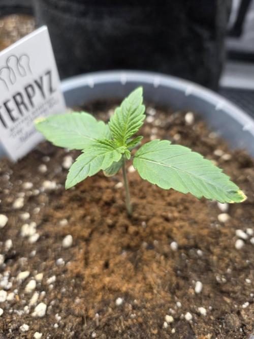 Trop Cherry Gas  - Relentlless. Week 2 - Day 10