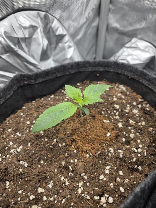 Strawberry Kiss - Mephisto Genetics. Week 2 - Day 10