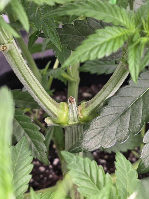 Wizard Trees - Studio Cherry. Week 7 - Day 43 the gap is closed