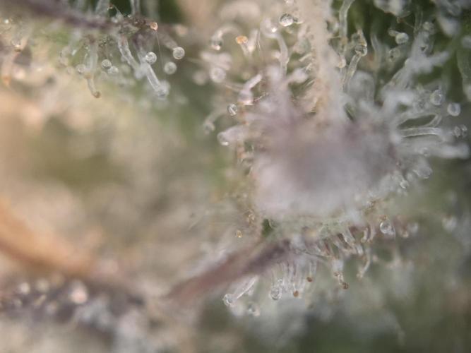 Slamberry - Speedrun Seeds. Week 11 - Day 75 side bud