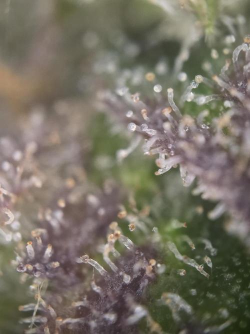 Slamberry - Speedrun Seeds. Week 11 - Day 75 main bud