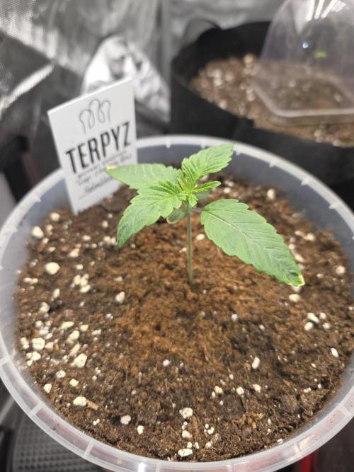 Trop Cherry Gas  - Relentlless. Week 2 - Day 11