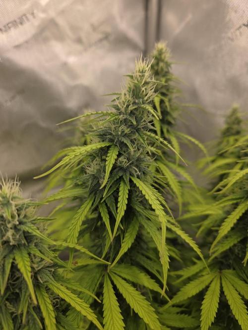 Pandora Auto - Paradise Seeds. Week 12 - Day 79