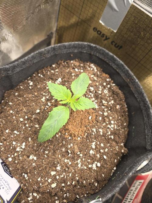 Strawberry Kiss - Mephisto Genetics. Week 2 - Day 11