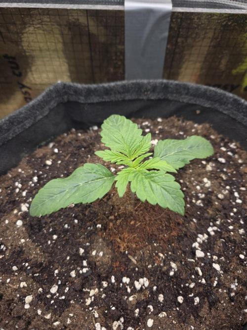 Strawberry Kiss - Mephisto Genetics. Week 2 - Day 12