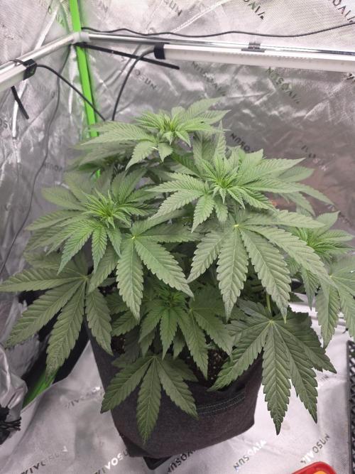 Wizard Trees - Studio Cherry. Week 7 - Day 44