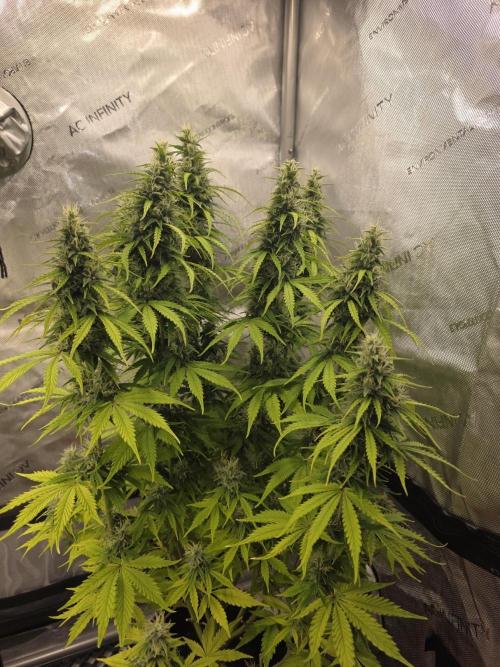 Pandora Auto - Paradise Seeds. Week 12 - Day 80