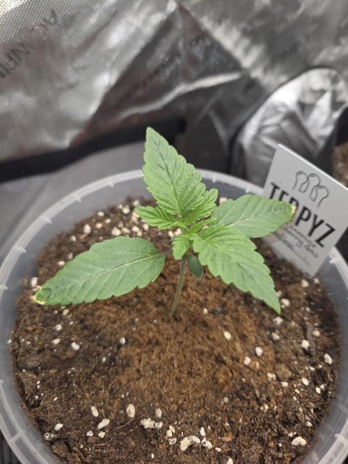 Trop Cherry Gas  - Relentlless. Week 2 - Day 12