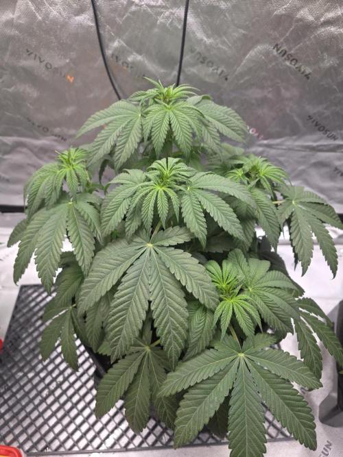 Wizard Trees - Studio Cherry. Week 7 - Day 45