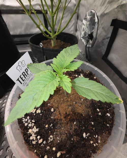 Trop Cherry Gas  - Relentlless. Week 2 - Day 13