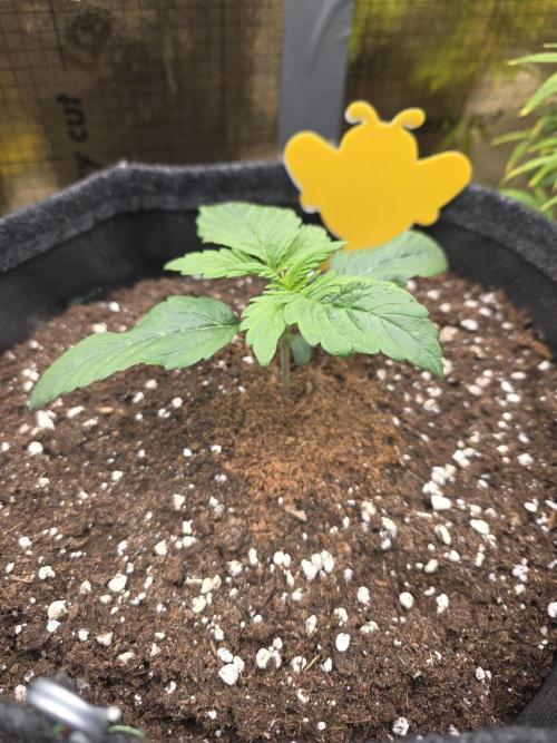 Strawberry Kiss - Mephisto Genetics. Week 2 - Day 13