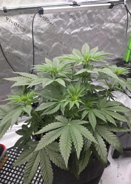 Wizard Trees - Studio Cherry. Week 7 - Day 46