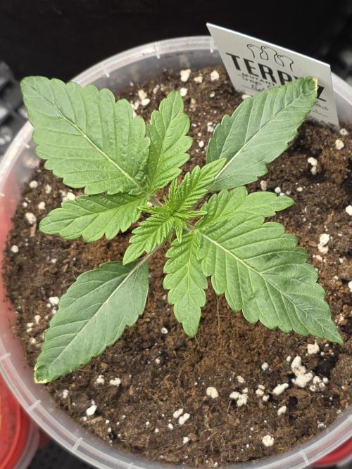 Trop Cherry Gas  - Relentlless. Week 2 - Day 14