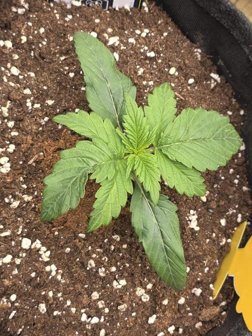 Strawberry Kiss - Mephisto Genetics. Week 2 - Day 14