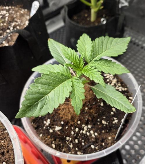 Trop Cherry Gas  - Relentlless. Week 3 - Day 15