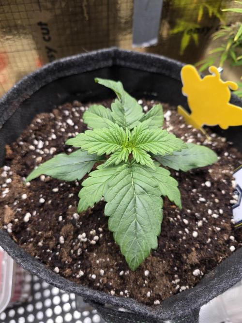 Strawberry Kiss - Mephisto Genetics. Week 3 - Day 15