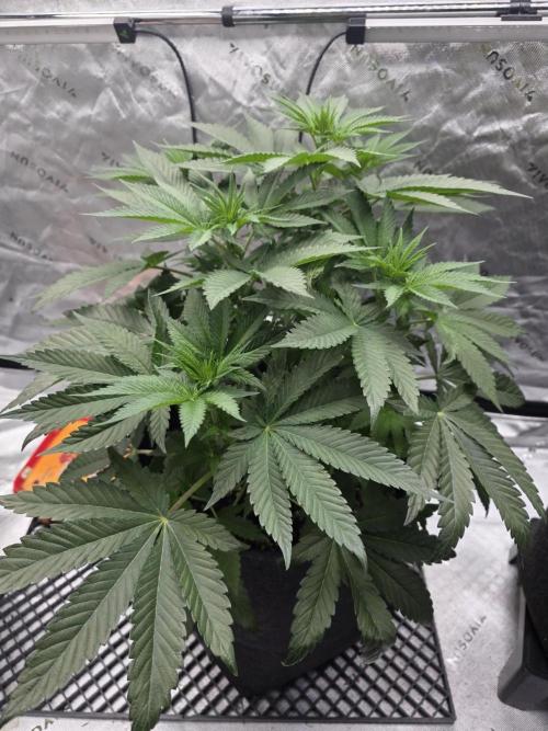 Wizard Trees - Studio Cherry. Week 7 - Day 48