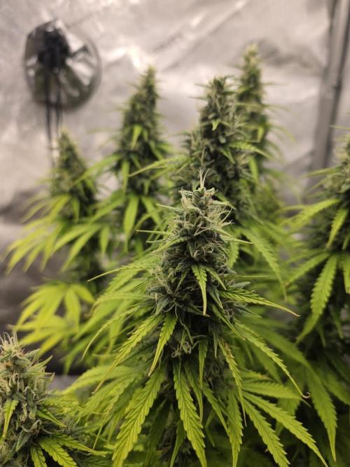 Pandora Auto - Paradise Seeds. Week 12 - Day 84