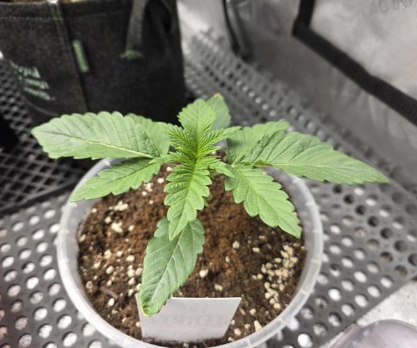 Trop Cherry Gas  - Relentlless. Week 3 - Day 16