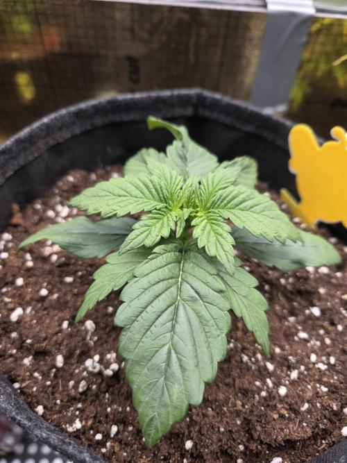 Strawberry Kiss - Mephisto Genetics. Week 3 - Day 16