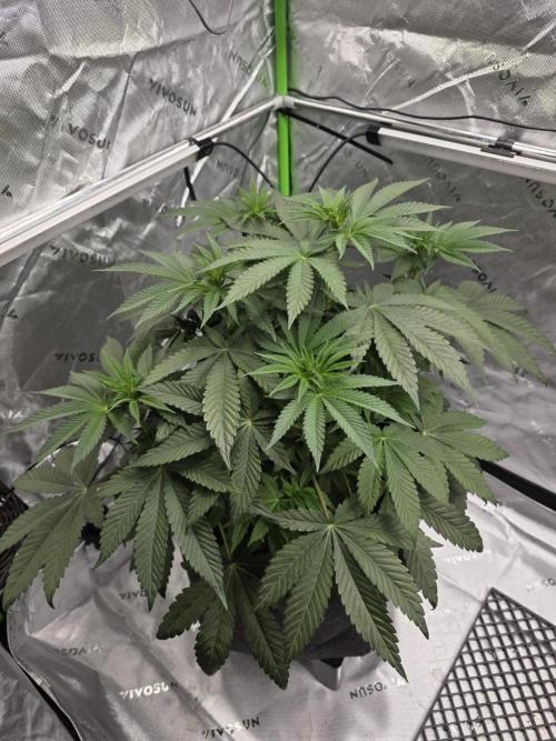 Wizard Trees - Studio Cherry. Week 7 - Day 49