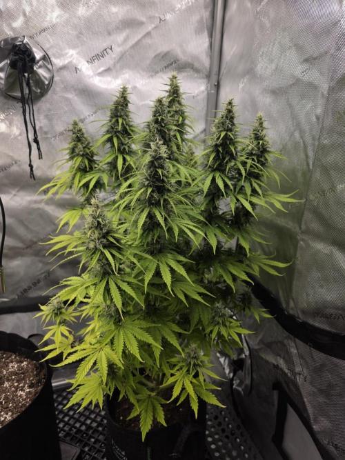 Pandora Auto - Paradise Seeds. Week 13 - Day 85
