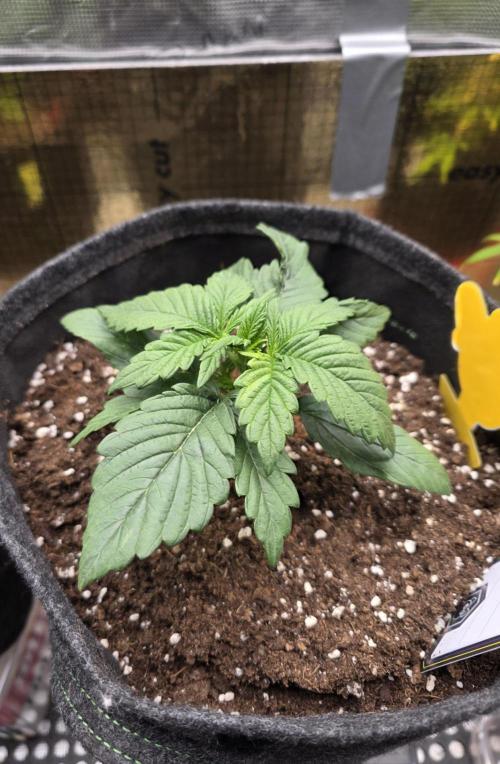 Strawberry Kiss - Mephisto Genetics. Week 3 - Day 17