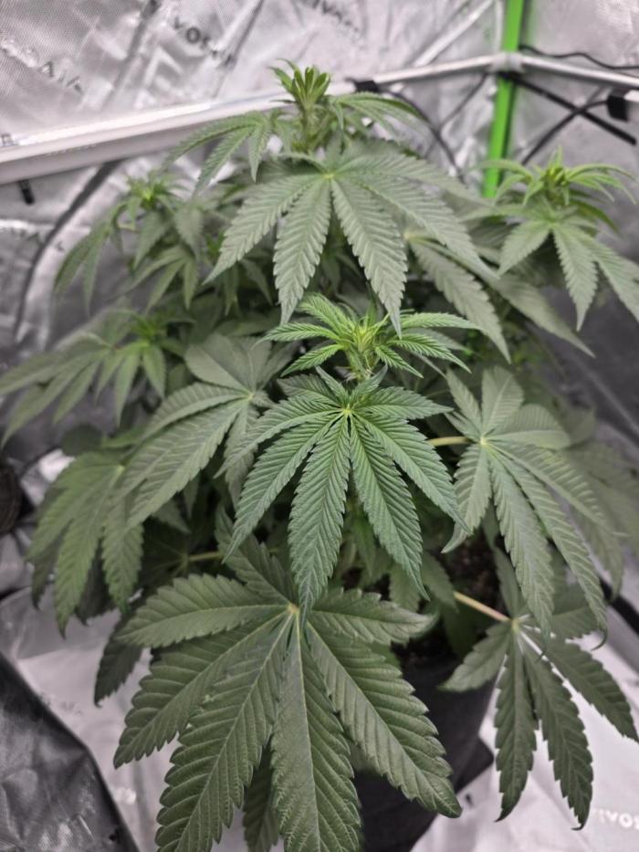 Wizard Trees - Studio Cherry. Week 8 - Day 50