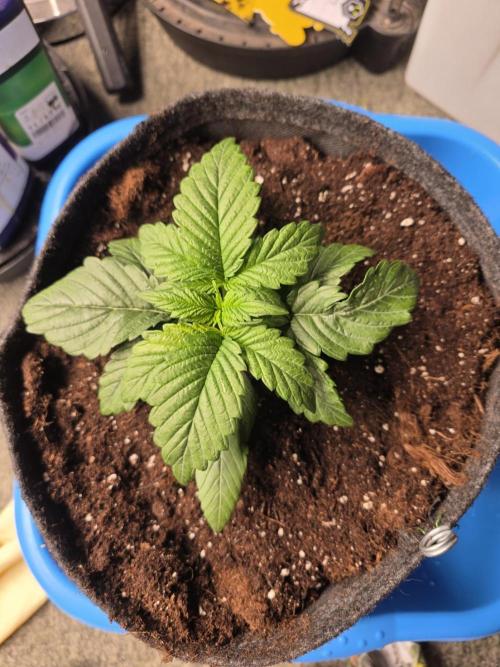 Strawberry Kiss - Mephisto Genetics. Week 3 - Day 18