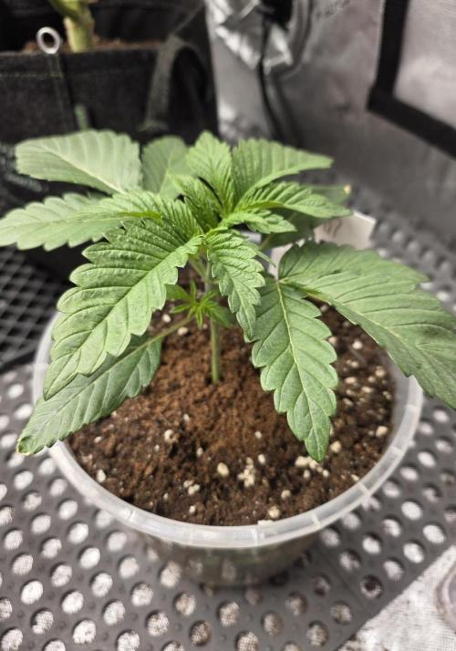 Trop Cherry Gas  - Relentlless. Week 3 - Day 18