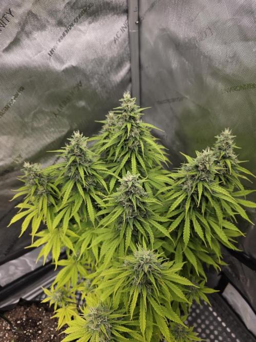 Pandora Auto - Paradise Seeds. Week 13 - Day 86