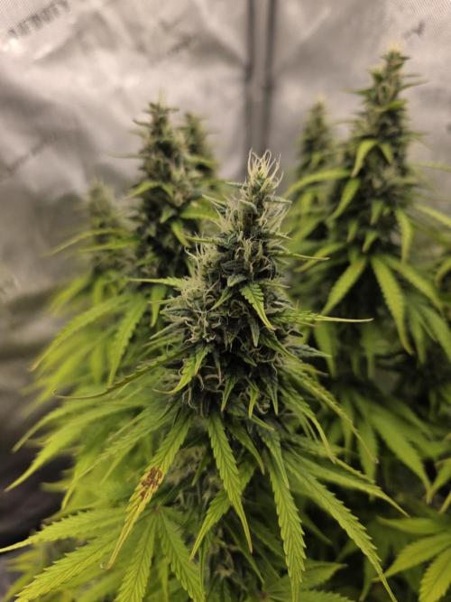 Pandora Auto - Paradise Seeds. Week 13 - Day 87