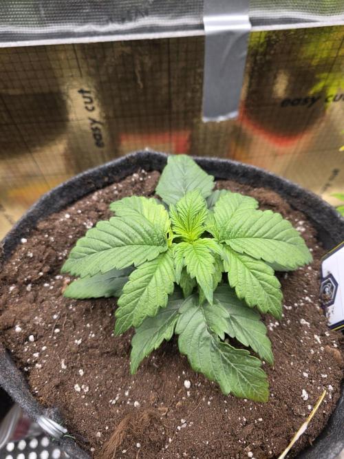 Strawberry Kiss - Mephisto Genetics. Week 3 - Day 19