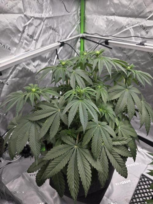 Wizard Trees - Studio Cherry. Week 8 - Day 51