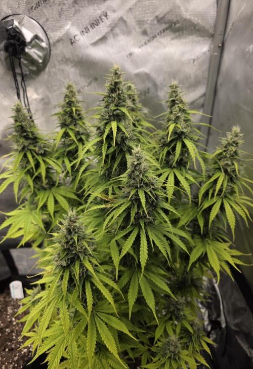 Pandora Auto - Paradise Seeds. Week 13 - Day 88