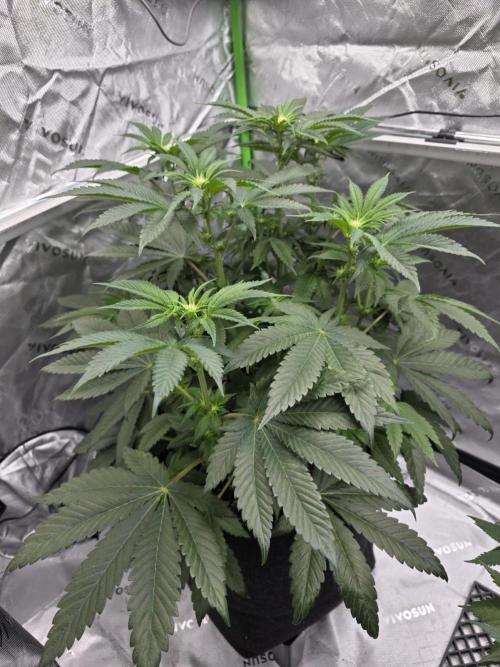 Wizard Trees - Studio Cherry. Week 8 - Day 52